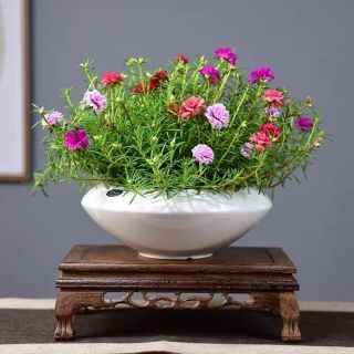 1 chậu Hoa mười giờ mix màu
