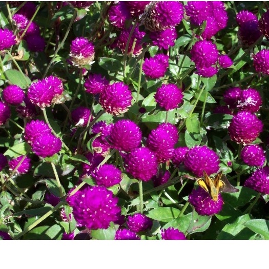 100H - #Hạt_Giống_Cúc_Bách Nhật_Mix ( tặng kèm kích mầm và phân bón )