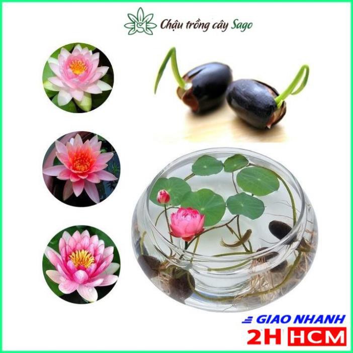 Hạt giống Hoa Sen Mini Dễ Trồng, Nhiều Màu - gói 10 hạt