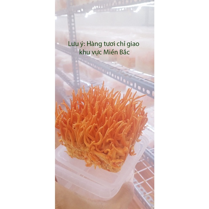 5 hộp Đông Trùng Hạ Thảo tươi sinh khối