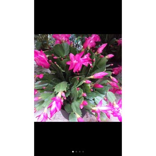 [SIÊU RẺ] Lan càng cua (1 nhánh).Bán từ 2 nhánh trở lên