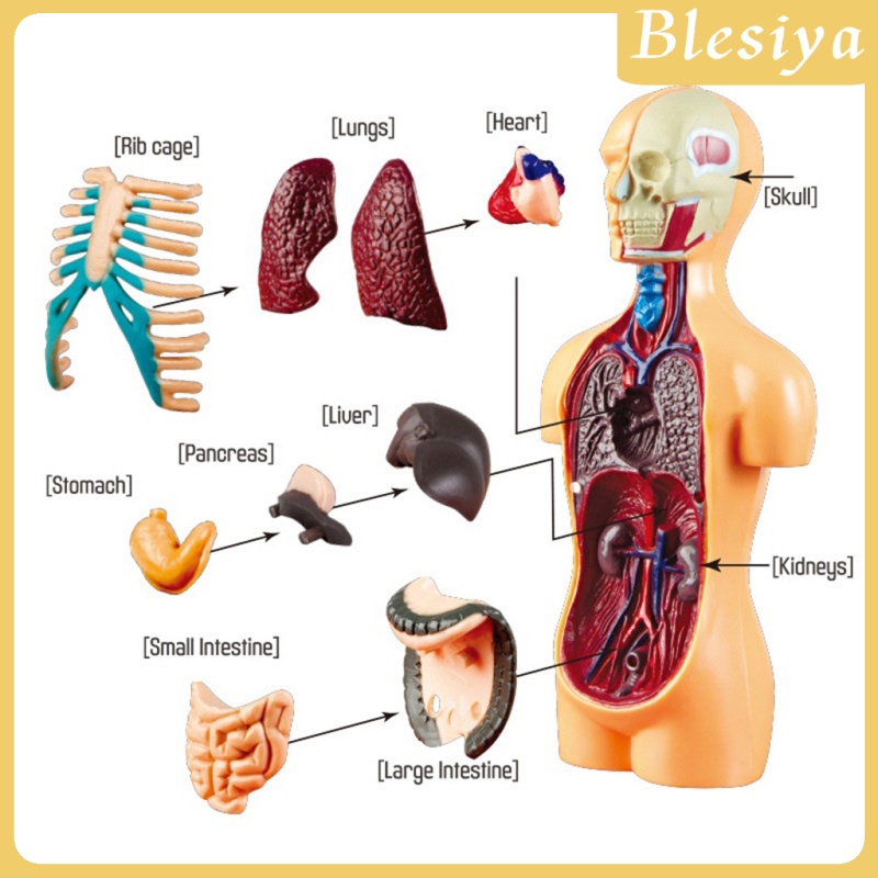 [Blesiya] Mô Hình Cơ Thể Người Dùng Trong Phòng Thí Nghiệm
