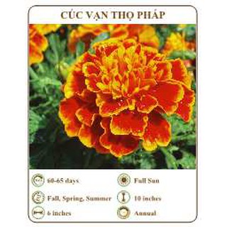 Hạt giống cúc vạn thọ pháp - THE XANH