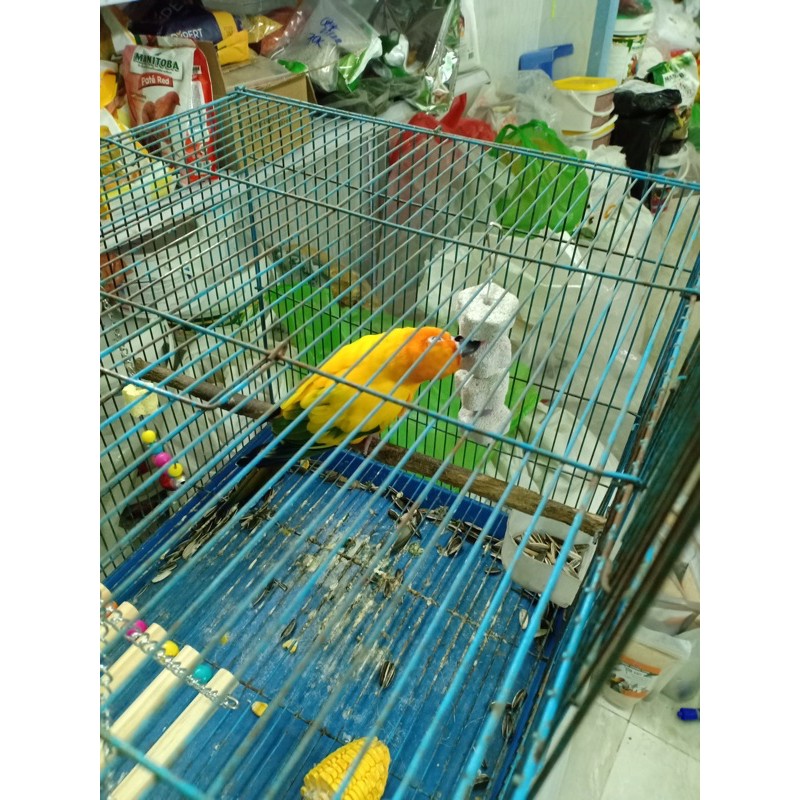 Chùm treo gặm mài mỏ