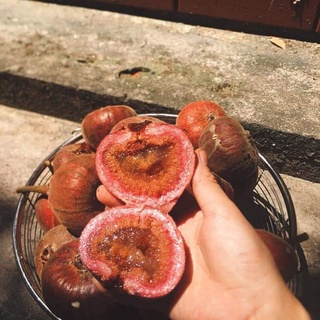 CÂY GIỐNG SUNG MẬT RỪNG