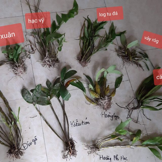 Combo 8 loại lan rừng 230k