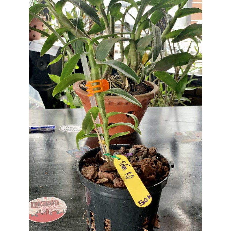 Trầm rồng đỏ