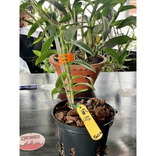 Trầm rồng đỏ