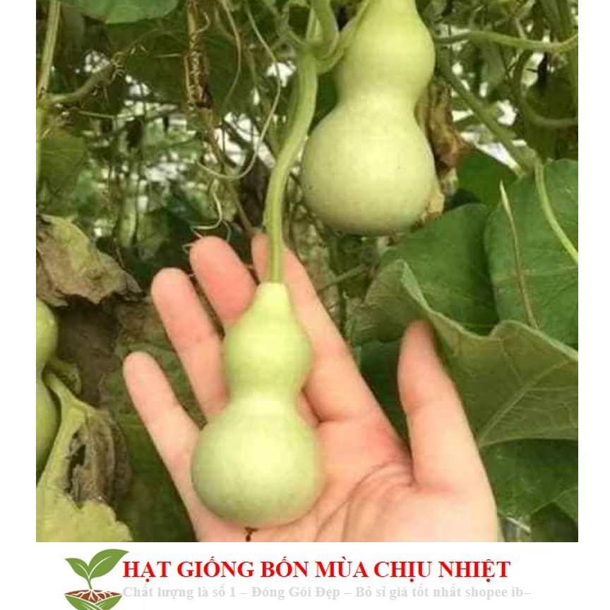 Hạt Giống Bầu Hồ Lô - Mini Siêu Kute (Lagenaria siceraria) 5 hạt ĐẾN MÙA TRỒNG TẾT