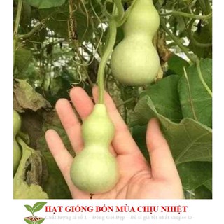 Hạt Giống Bầu Hồ Lô - Mini Siêu Kute 5 HẠT - HÀNG CÔNG TY