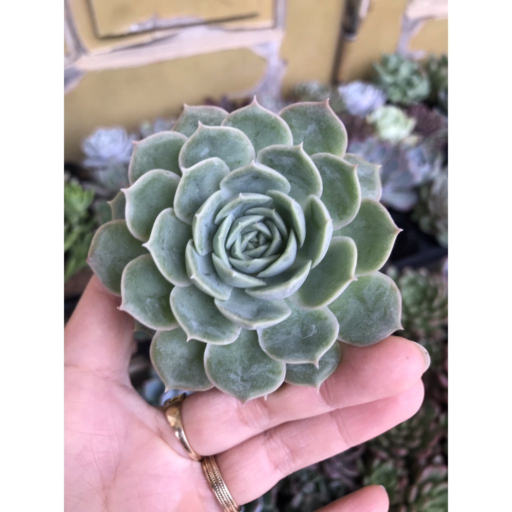 Sen đá ngọc bích size bầu