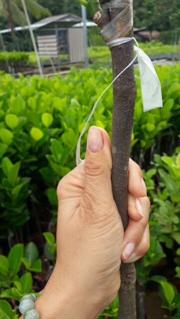 Cây giống Mít ruột đỏ xơ vàng Indo 1 năm rưỡi cho trái