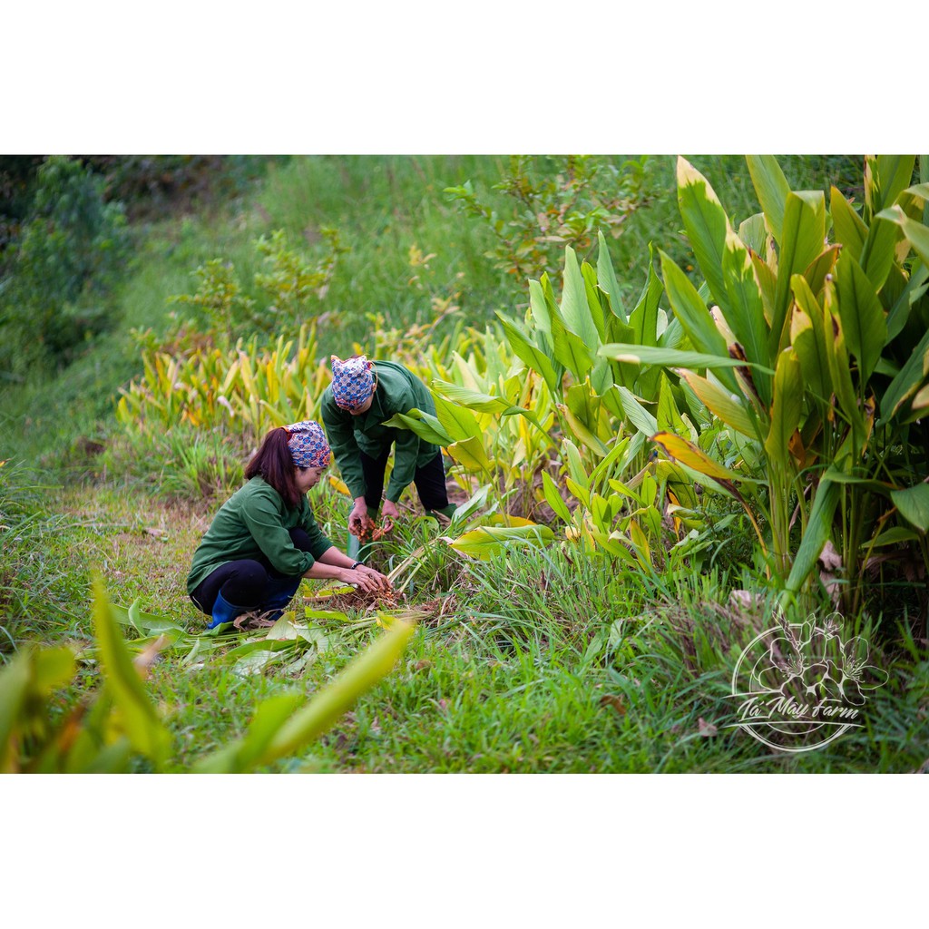 NGHỆ MẬT ONG PHẤN HOA - Lá Mây Farm