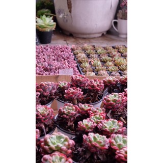(ECHEVERIA RAINDROP) SEN ĐÁ THỊT BÒ