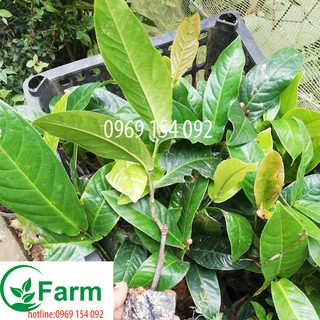 cây hoa hải đường loại bầu ươm