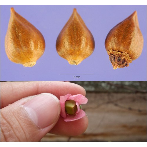 HẠT GIỐNG HOA TIGON HỒNG - 1 gói