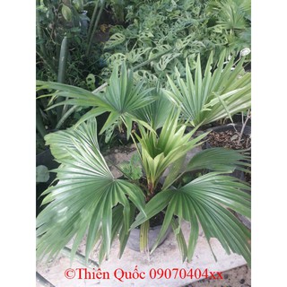 hoakiểngThiênQuốc - Cây cọ nhật để bàn - tặng phân tăng trưởng