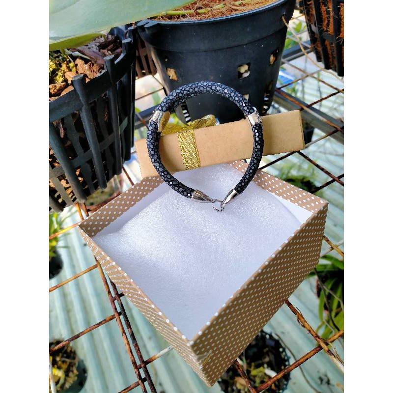 Vòng đôi cá đuối