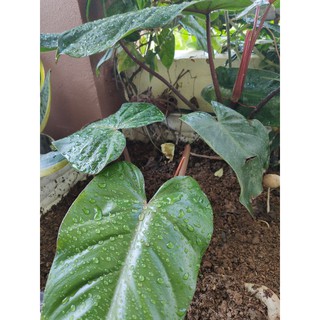 [The little wooden] Cây trầu bà đế vương đỏ