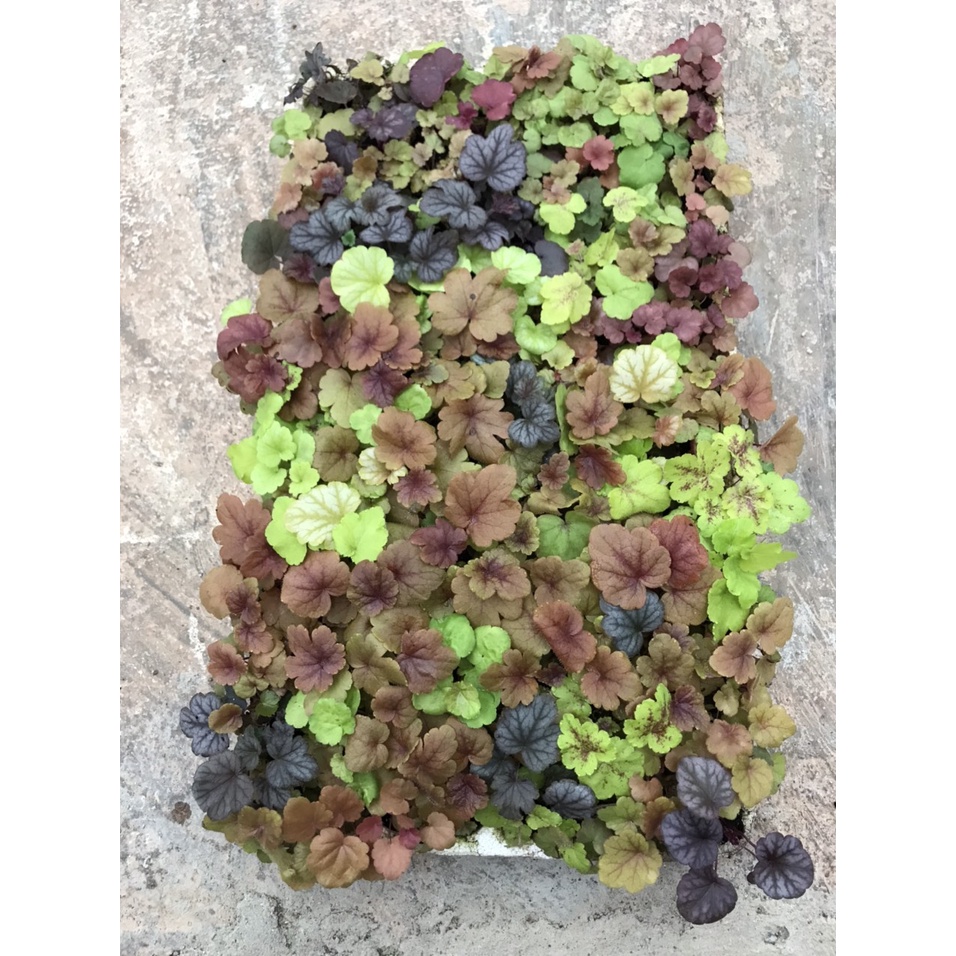 Cây chuông san hô_heuchera cây giống (mix màu ngẫu nhiên)