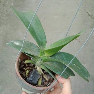 Ngọc điểm/đai châu lá mít