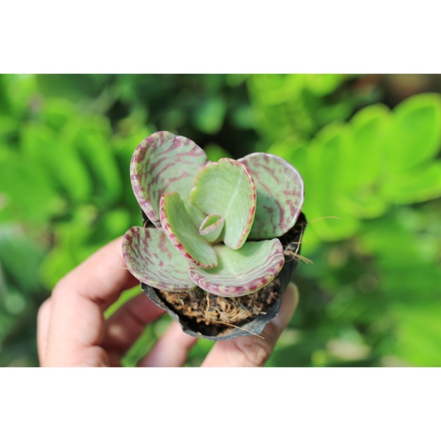 Sen đá lưỡi cợp 3-5cm