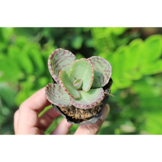 Sen đá lưỡi cợp 3-5cm