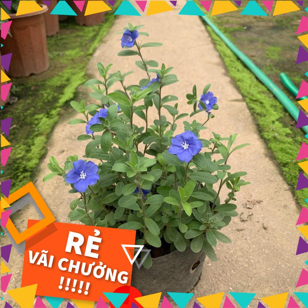 Cây hoa thanh tú cao 20cm, cây hoa cảnh nở quanh năm rất dễ chăm sóc, trồng trang trí sân vườn, công viên và công trình
