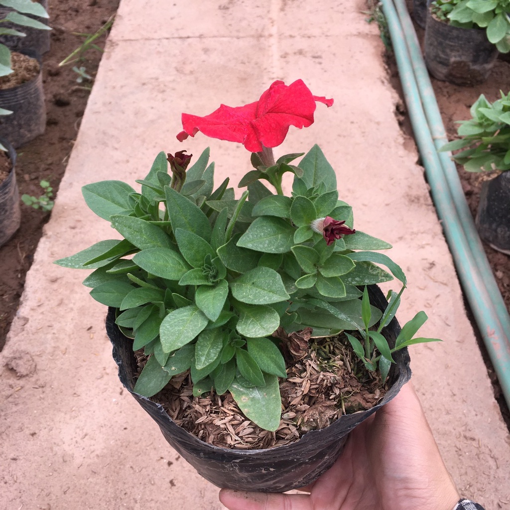 Cây Hoa Dạ Yên Thảo Nhiều Màu,Sẵn Nụ Và Hoa