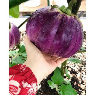 hạt giống cà tím ý ROSA