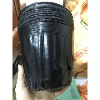 70 túi bầu ươm cây 0,5kg mã 18*16