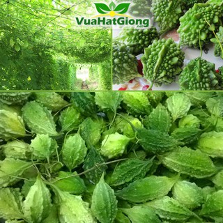 Hạt Giống Khổ Qua Rừng Dễ Trồng, Năng Suất Cao - 10 hạt