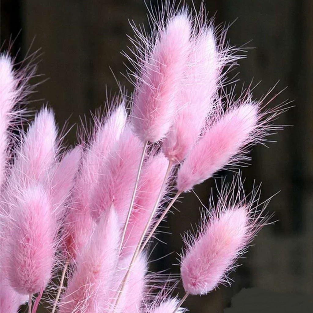 Bó Hoa khô Đuôi Thỏ siêu đáng yêu - Bông Bunny Tails - cỏ khô trang trí - Hoa khô decor