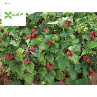 Hạt Giống Quả Mâm Xôi Đỏ Gói 20 hạt