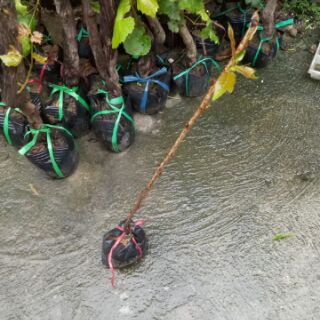 Cây hoa anh đào