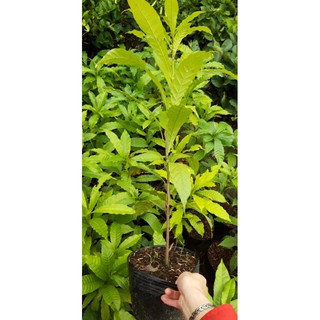 cây vú sữa hoàng kim