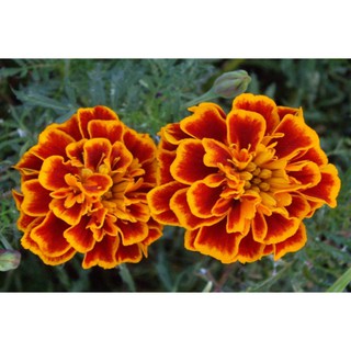 Hạt giống hoa Cúc vạn thọ pháp