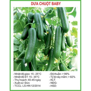 Hạt Giống Dưa chuột baby 10 Hạt/ Gói