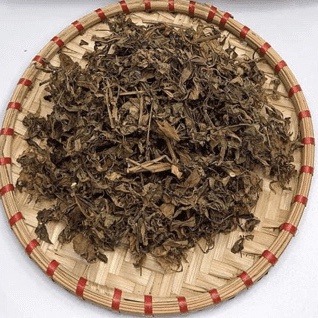 Cây đinh lăng lá nếp cao 15-30 cm dùng lấy lá và củ ( ảnh thật hình cuối)