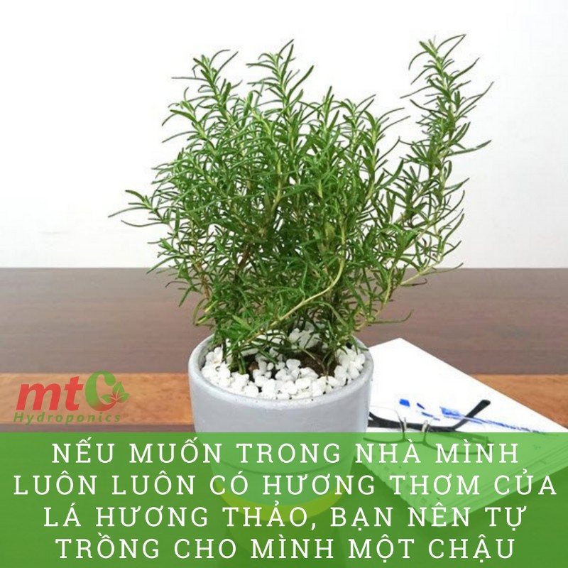 Cây Hương Thảo Rosemary - Gia vị thảo dược tốt cho sức khỏe