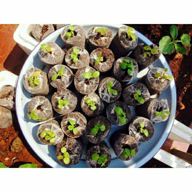 Combo 50 VIÊN NÉN ƯƠM HẠT