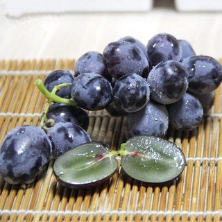 Cây nho mỹ giống không hạt ra quả siêu sớm( tặng phân bón cho cây nho)