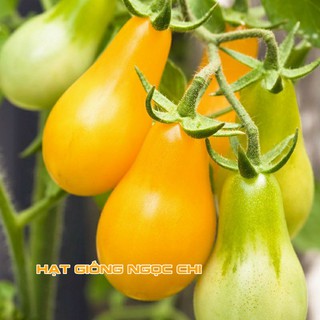 Hạt Giống Cà Chua Lê Vàng - 30 Hạt