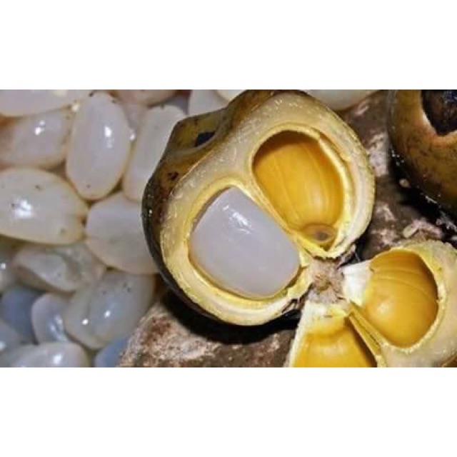 Hạt đác rim