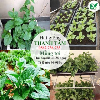 Combo 6 loại hạt giống - 55.000 (tặng kèm 20 hạt Cải Kale Khủng Long)