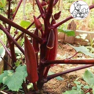 HẠT ĐẬU BẮP CÀ BẮP ĐỎ CAO SẢN - GÓI 10 HẠT