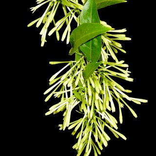 Cây dạ lý hương (dạ lai hương)- Trang trí sân vườn- Decor-Phong thuỷ-Cây hoa kiểng Đồng Tháp