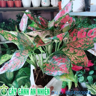 Cây Vạn Lộc