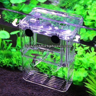 BOX TÁCH CÁ TÉP | LỒNG DƯỠNG CÁ TÉP SINH SẢN | TÁCH CÁ BỆNH