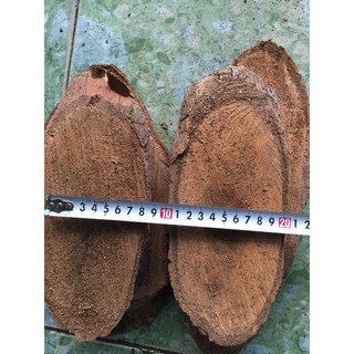 5 miếng gỗ vú sữa ghép lan đường kính từ 10-12 cm